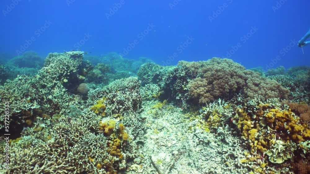 Tropical coral reef. Underwater fishes and corals. Philippines. Tropical coral reef. Underwater fishes and corals. Philippines.