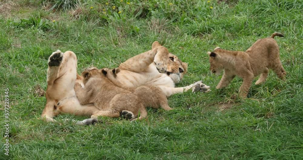 African Lion, panthera leo, Female and Cub Suckling and Playing, Real Time 4K