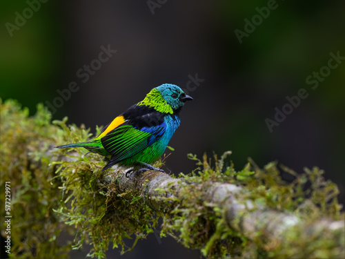Green-headed Tanager portrait on mossy stick against dark background