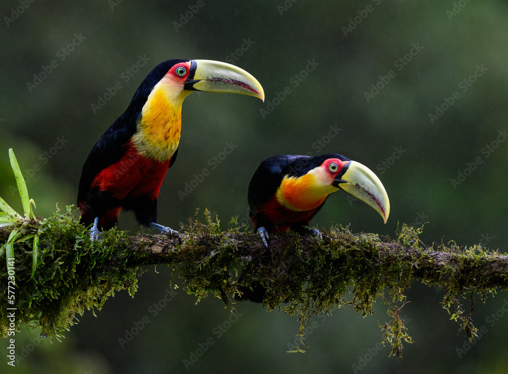Fototapeta premium Two Red-breasted Toucans portrait on mossy stick on rainy day against dark green background