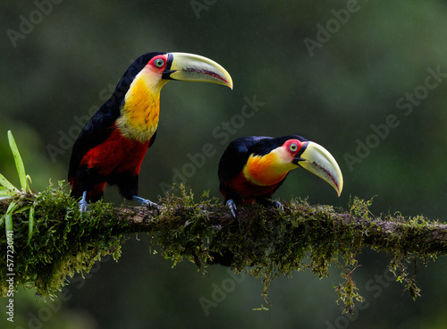 Two Red-breasted Toucans portrait on mossy stick on rainy day against dark green background