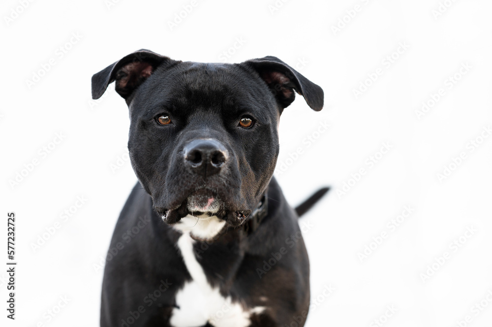 One black Pitbull dog wearing a black and orange collar posing on the grass by a white fence in the background