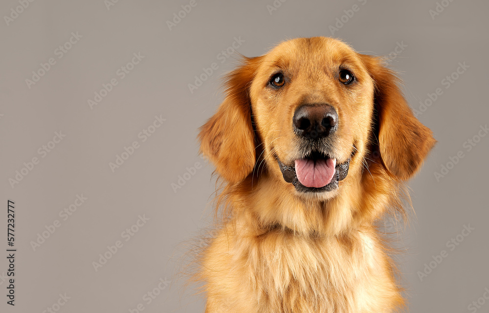 One adult Golden Retriever dog posing on a brown stufted leather stool sticking out the tongue and looking at the camera in a studio