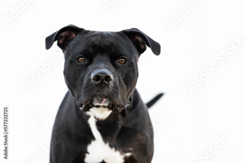 One black Pitbull dog wearing a black and orange collar posing on the grass by a Fototapeta