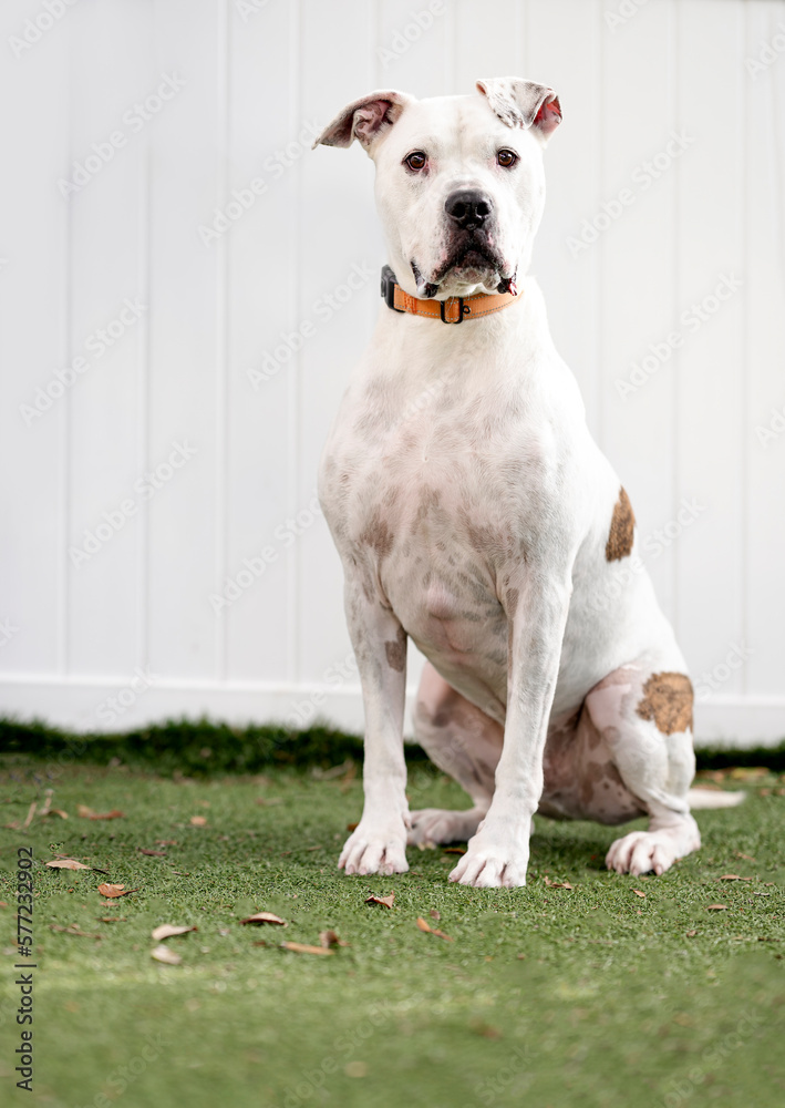 One white and brown Pitbull dog posing on the grass and looking at the camera by a white fence in the background One white and brown Pitbull dog posing on the grass and looking at the camera by a white fence in the background
