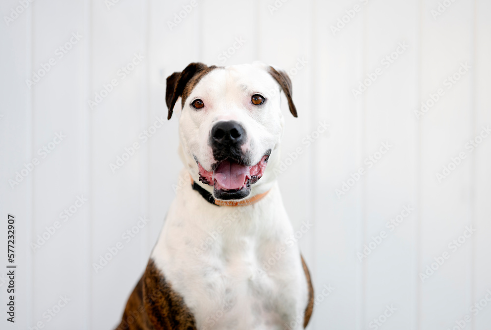 Portrait of one Pitbull dog wearing a black and orange collar, looking at the camera by a white background