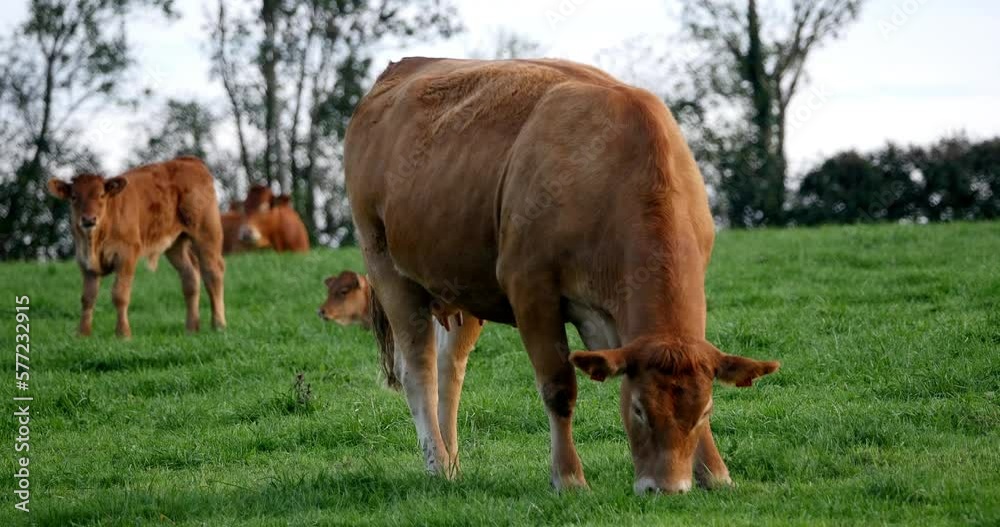 Limousin Domestic Cattle, Cows and Calves, Loire Countryside in France, Real Time 4K Limousin Domestic Cattle, Cows and Calves, Loire Countryside in France, Real Time 4K