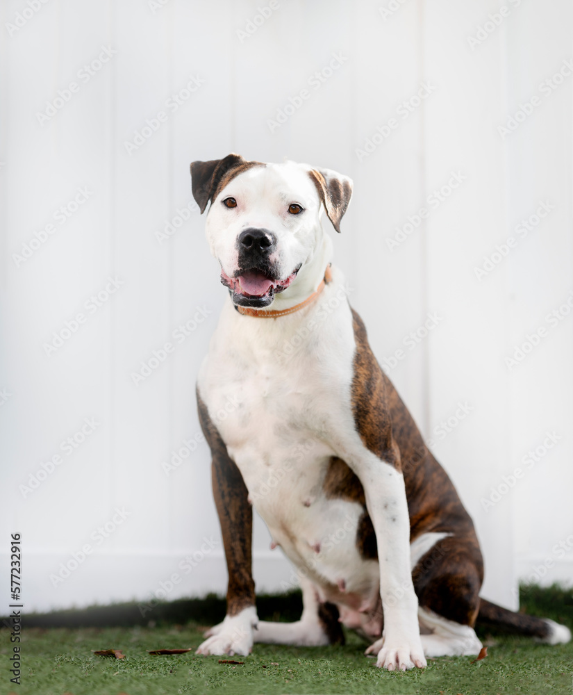 One white and brown Pitbull dog posing on the grass and looking at the camera by a white fence in the background