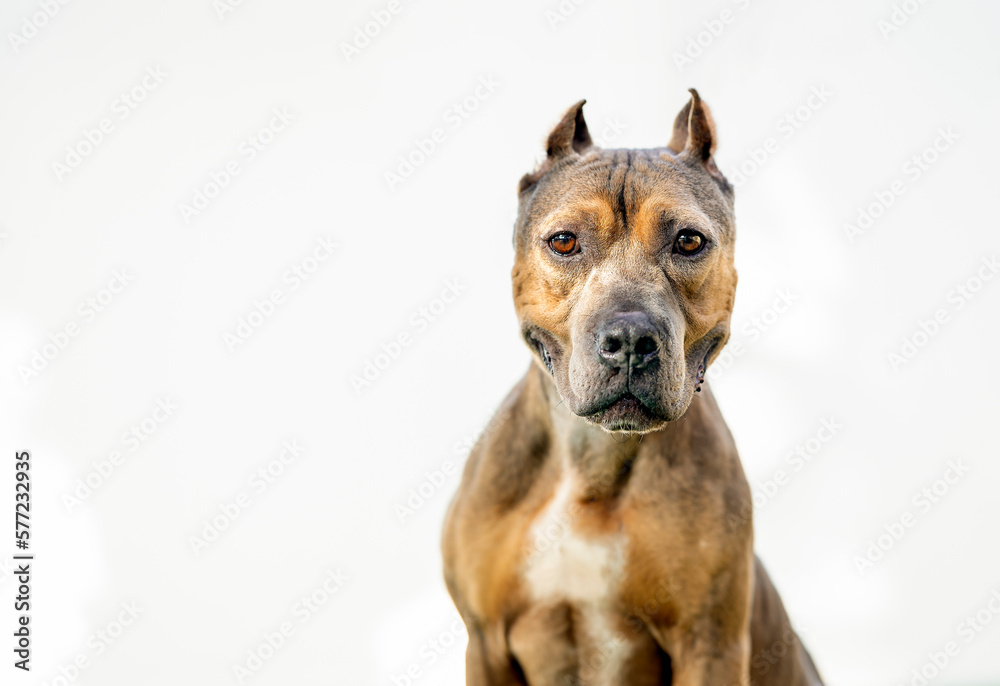 One brown Pitbull dog wearing black and orange collar standing on the grass and looking at the camera