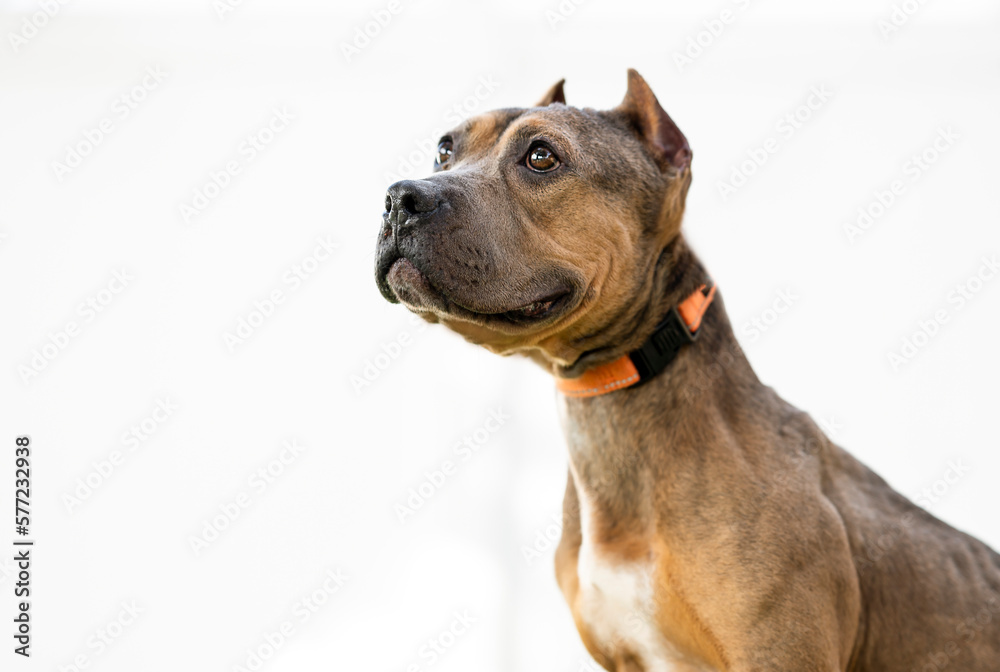 One brown Pitbull dog wearing black and orange collar looking up by a white background during the day