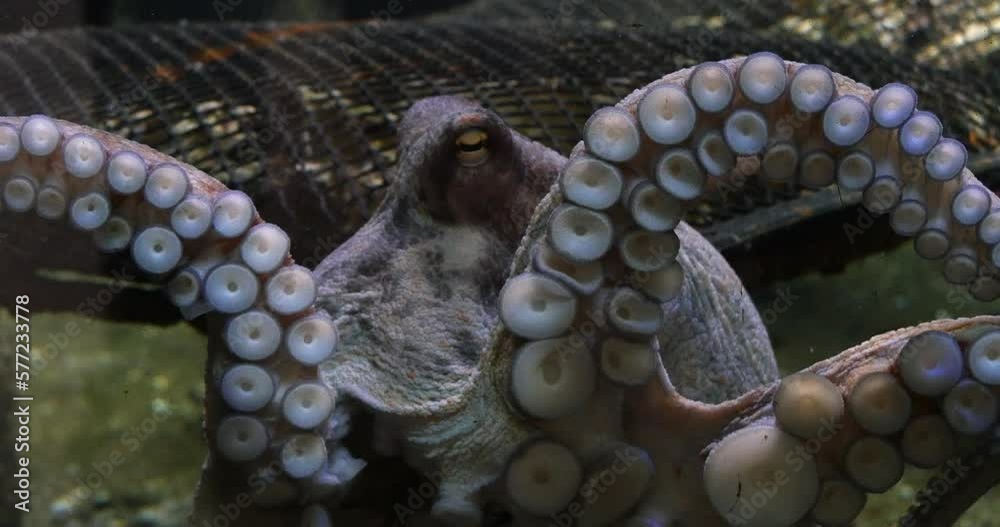 Common Octopus, octopus vulgaris, Adult showing Tentacles, Seawater ...