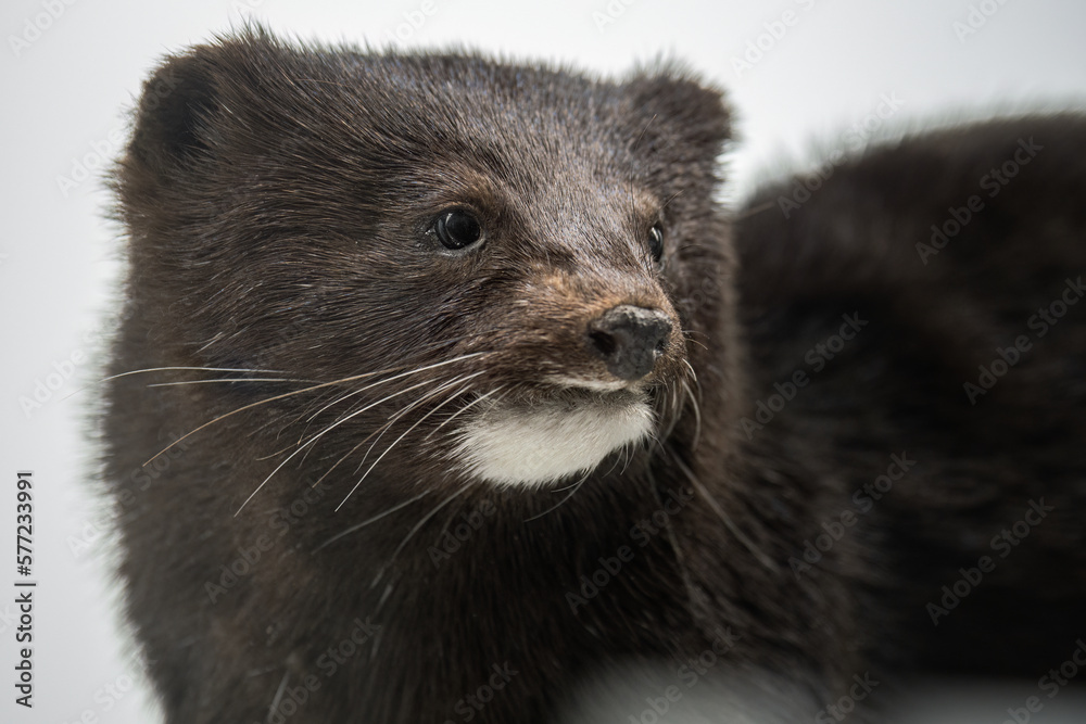 Obraz premium Detail of a dissected American mink.