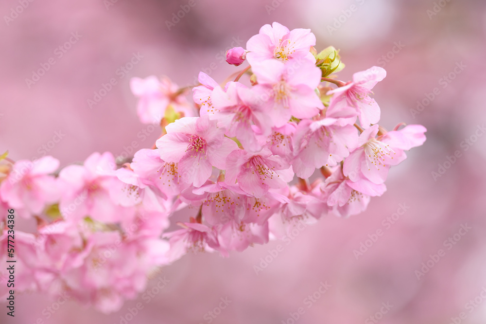 満開の桜