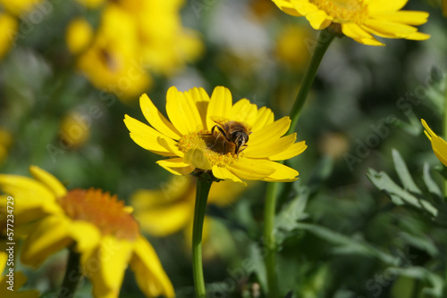 Bees and Hoverfly’s on a Corn Marigold flower on a sunny day in the garden in summer