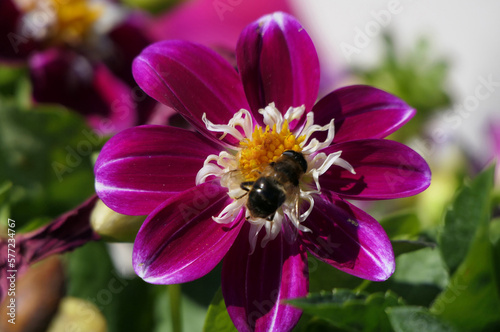 Mix of Dahlia varieties in bloom in a garden in UK
