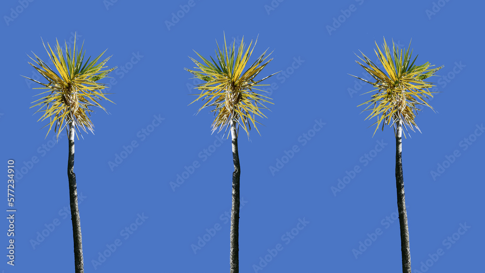Palm trees blowing in the wind with blue sky background text copy