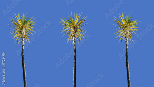 Palm trees blowing in the wind with blue sky background text copy