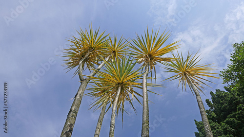 Palm trees blowing in the wind with blue sky background text copy