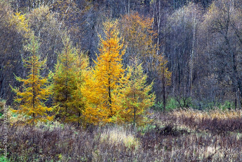 Fototapeta premium 足寄町