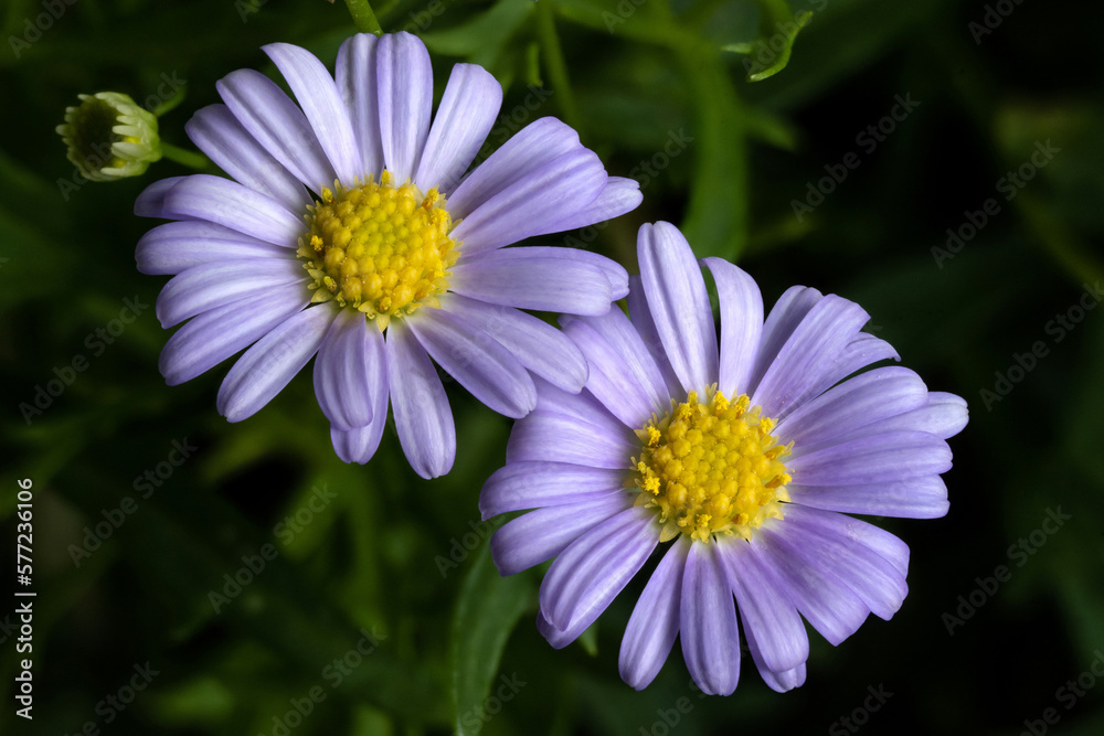 Brachyscome purple flower close up with isolated dark background. Brachyscome fresco candy flower close up. Swan River Daisy Fresco Candy flower. Brachyscome purple flower close up with isolated dark background. Brachyscome fresco candy flower close up. Swan River Daisy Fresco Candy flower.