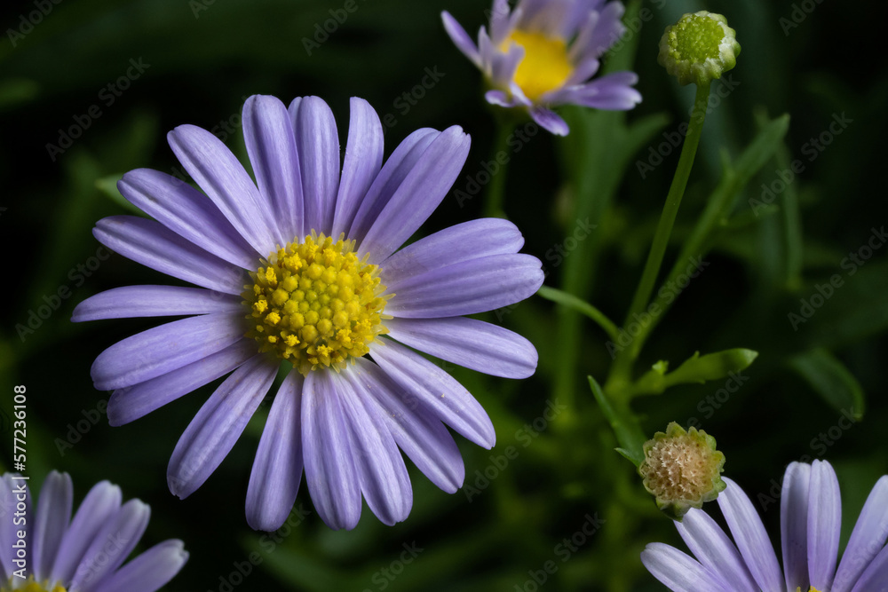 Fototapeta premium Brachyscome purple flower close up with isolated dark background. Brachyscome fresco candy flower close up. Swan River Daisy Fresco Candy flower.