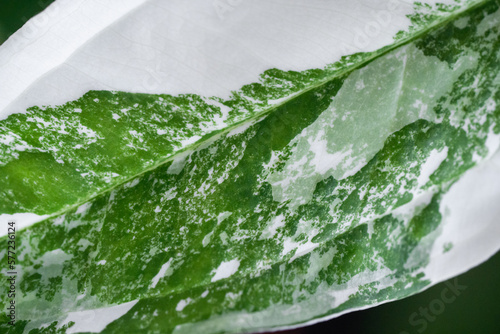 Syngonium Albo variegated leaf close up in isolated black background photo