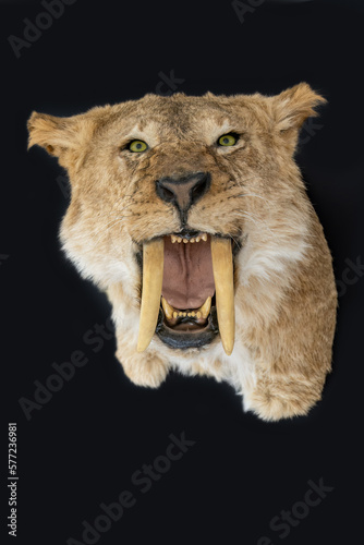 A dissected head of a saber-toothed tiger. photo