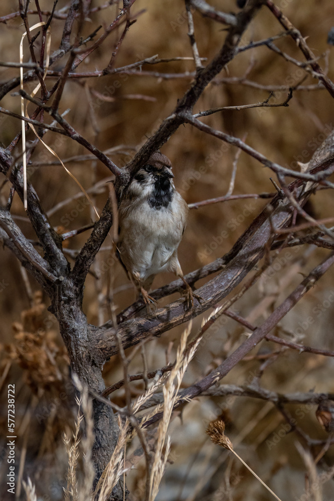 A stuffed sparrow on a bush twig. A stuffed sparrow on a bush twig.