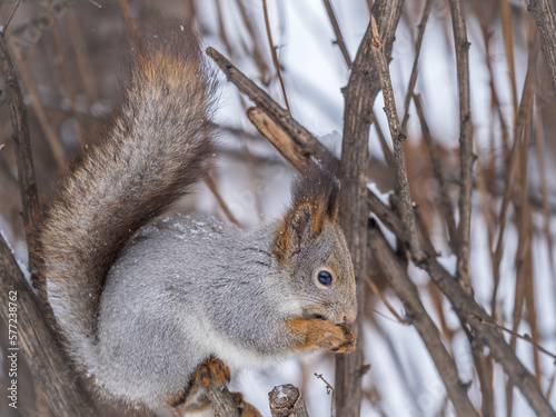 The squirrel with nut sits on tree in the winter or late autumn