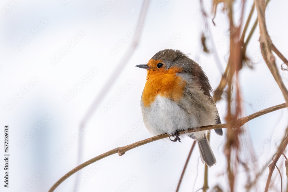 Cute bird the European Robin, Erithacus rubecula. sitting on the tree branch in winter. Cute bird the European Robin, Erithacus rubecula. sitting on the tree branch in winter.