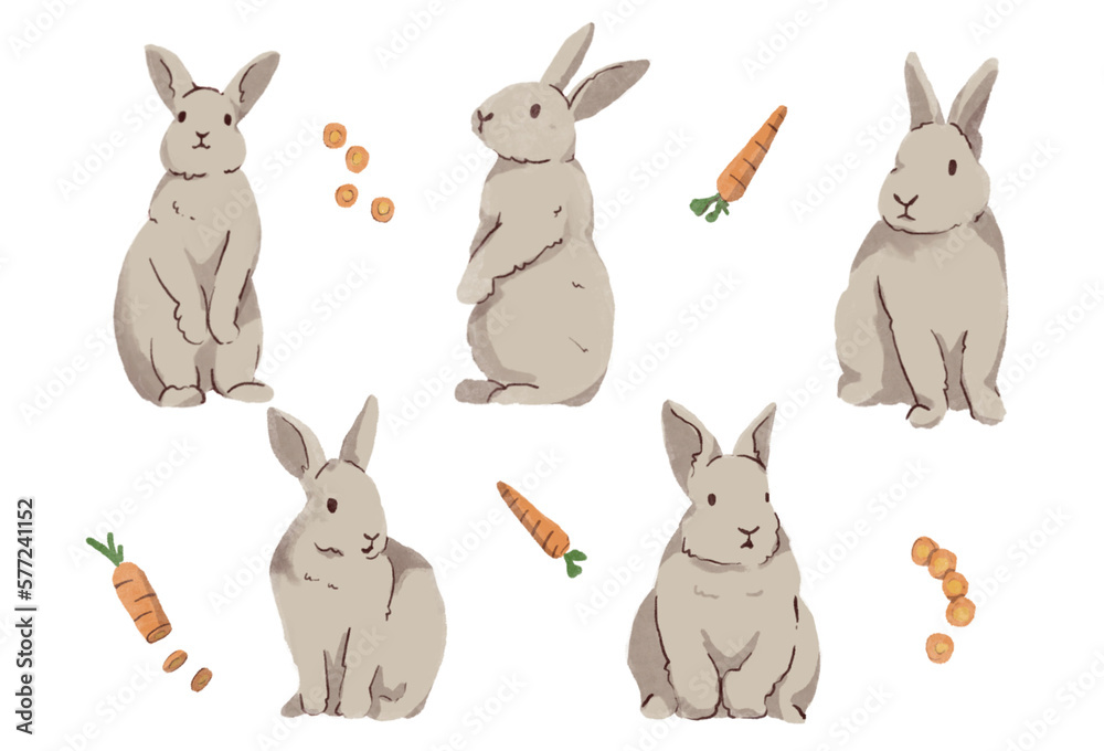 Cute Rabbit Illustration with their food Set