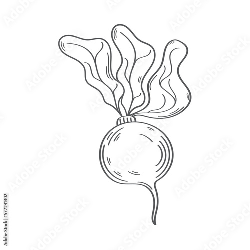 fresh radish vegetable hand draw
