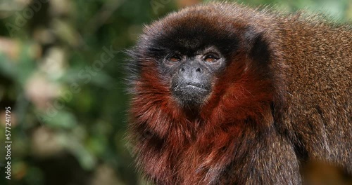 Red Titi Monkey, callicebus cupreus, Portrait of Adult, Real Time 4K photo