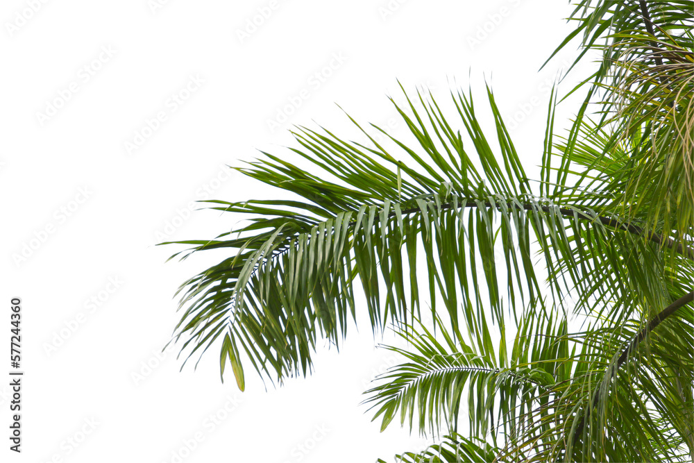 green coconut leaf or tree branch isolated on white background. green coconut leaf or tree branch isolated on white background.