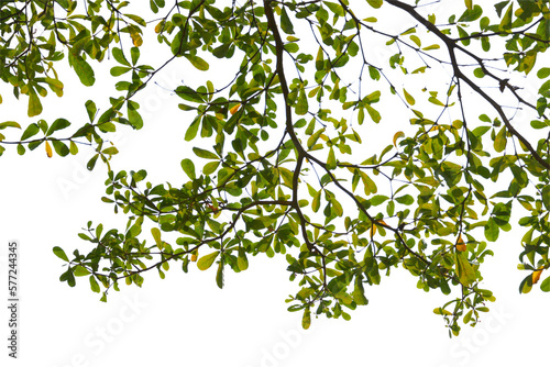 Green leaf or branch isolated on white background.