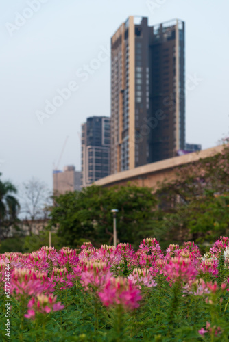 Selective focus on pink flowers full blooming in Chatuchak Park, Bangkok, Thailand. © ULTRAPOK