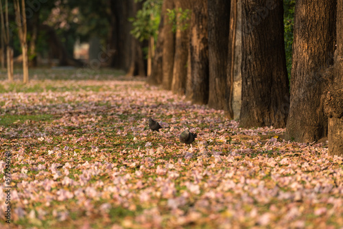 Selective focus on one of two pigeons with background Pink Trumpet (tabebuia rosea) flowers on the floor.