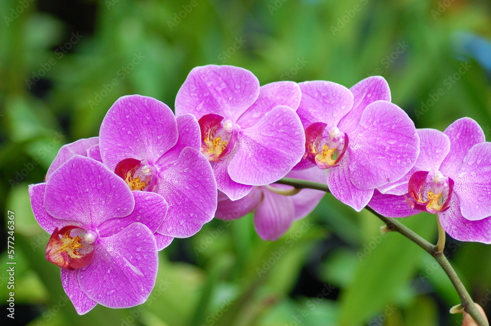 Phalaenopsis Orchid Flower in Can Tho, Viet Nam Phalaenopsis Orchid Flower in Can Tho, Viet Nam