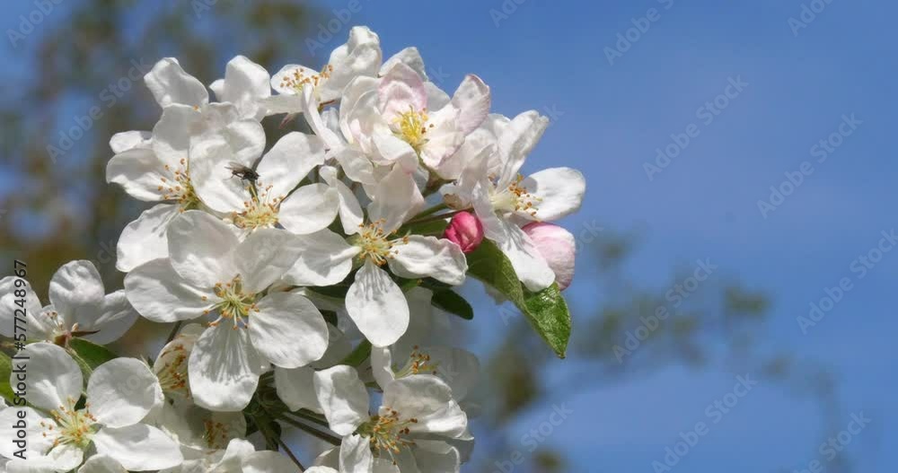 Wind in Blossoming Apple Tree Branches, Normandy in France, Real Time 4K Wind in Blossoming Apple Tree Branches, Normandy in France, Real Time 4K