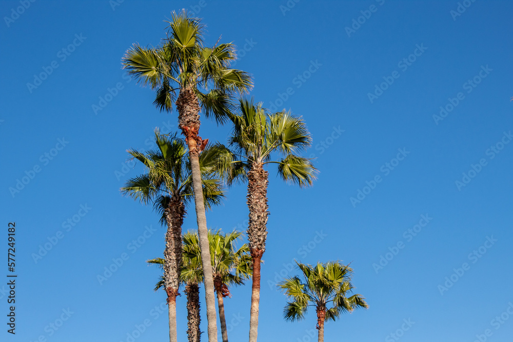 Obraz premium Palm trees against beautiful blue sky