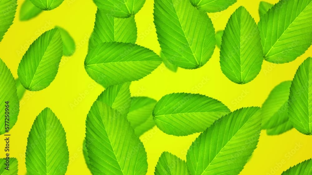 Animated leaf pattern background on yellow background. Beautiful autumn. 4k templates Animated leaf pattern background on yellow background. Beautiful autumn. 4k templates