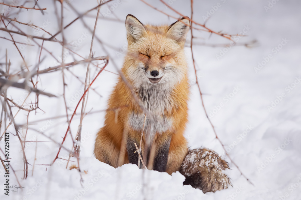 Obraz premium Red Fox