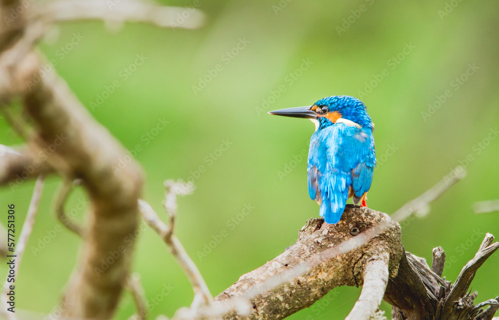 A kingfisher waiting for its prey A kingfisher waiting for its prey