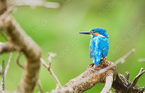 A kingfisher waiting for its prey © 121244