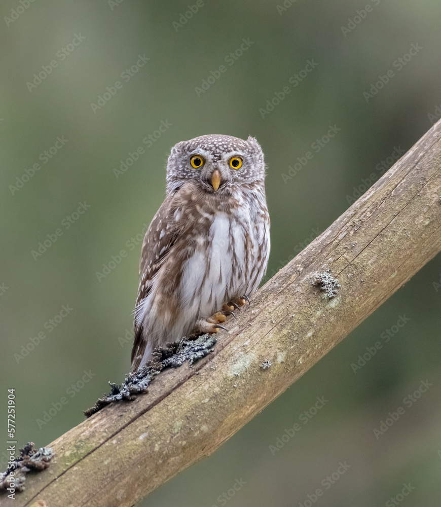 Eurasian Pigmy Owl in a fir grove on sunny spring day Eurasian Pigmy Owl in a fir grove on sunny spring day