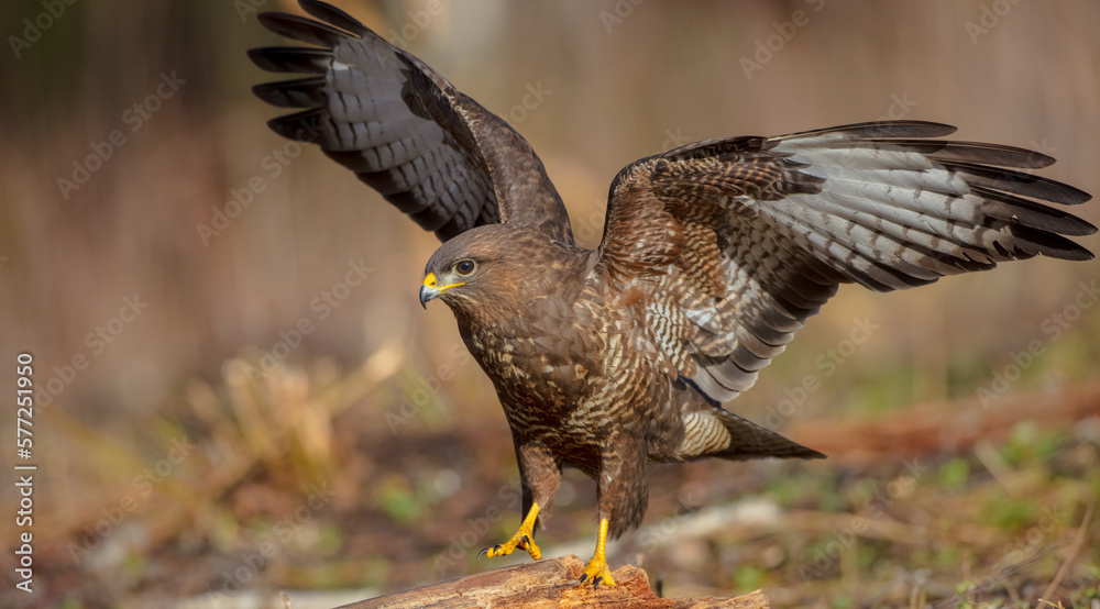 Fototapeta premium Common Buzzard in winter at a wet forest