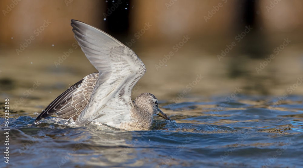 Fototapeta premium Red Knot - on the autumn migration way at a seashore