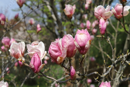 Magnolia tree blossom in springtime. Tender pink flowers.