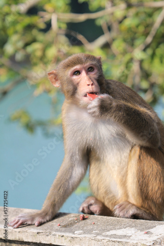 a Wild macaques at Kam Shan Country Park, hk