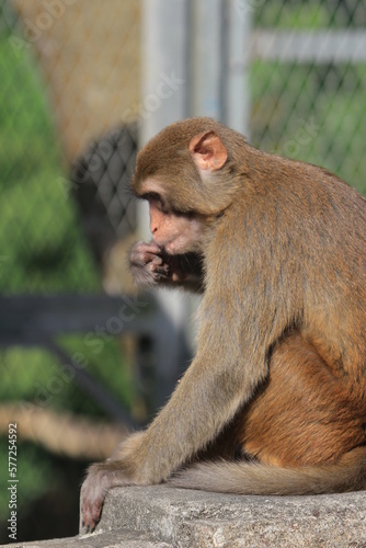 a Wild macaques at Kam Shan Country Park, hk © solution